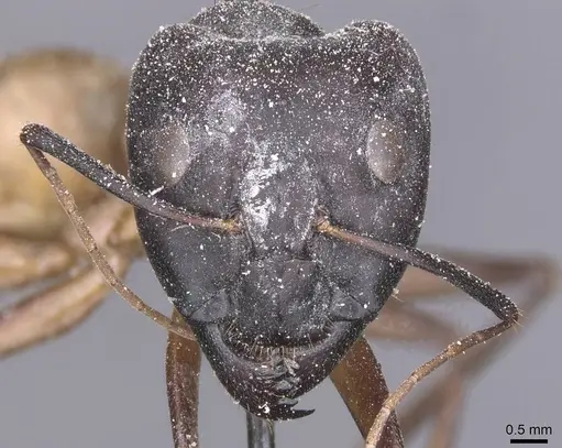 Camponotus thoracicus - CASENT0912065