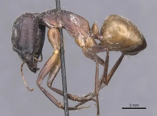 Camponotus thoracicus - CASENT0912065