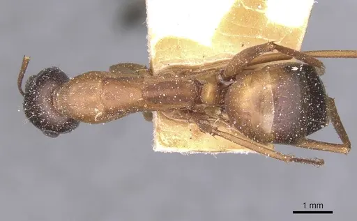Camponotus thoracicus - CASENT0912066