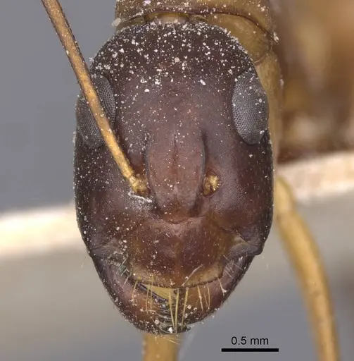 Camponotus thoracicus - CASENT0912066