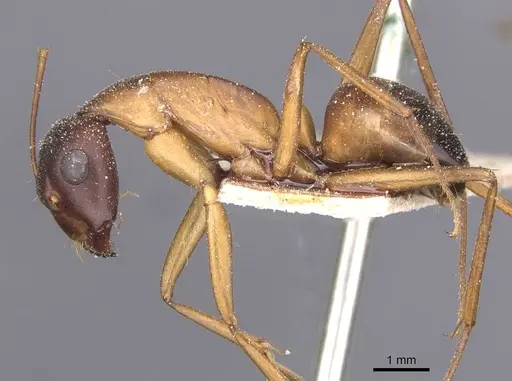 Camponotus thoracicus - CASENT0912066