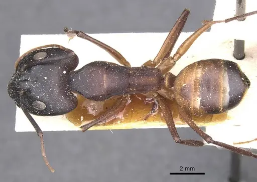 Camponotus thoracicus - CASENT0912067