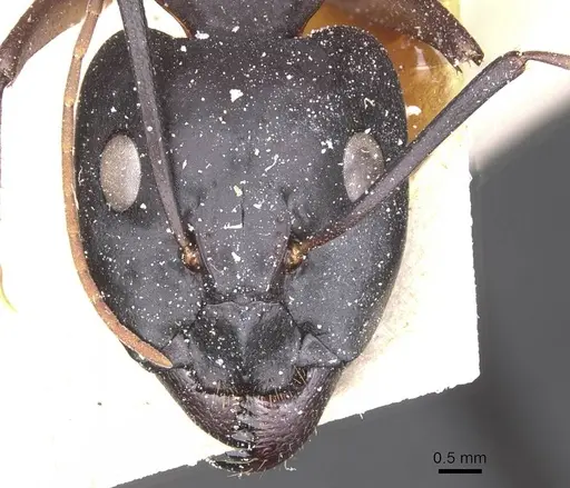 Camponotus thoracicus - CASENT0912067
