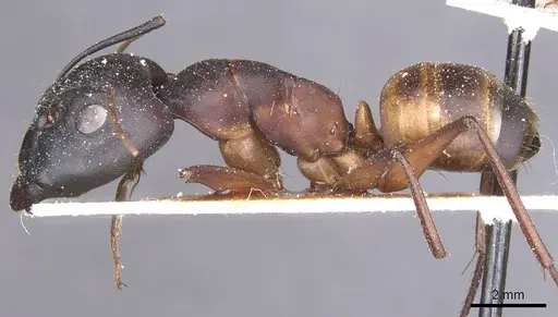 Camponotus thoracicus - CASENT0912067