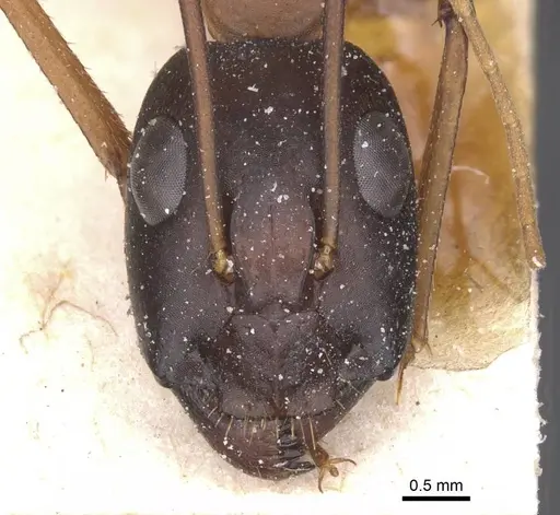 Camponotus thoracicus - CASENT0912068