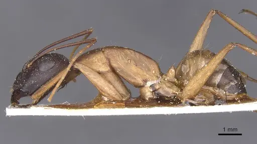 Camponotus thoracicus - CASENT0912068