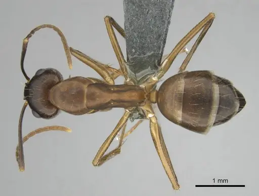 Camponotus thraso specimen