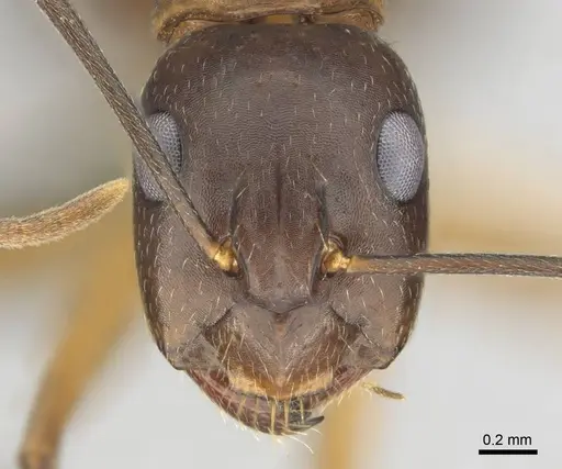 Camponotus thraso specimen
