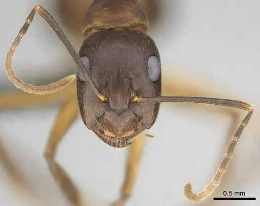 Camponotus thraso specimen