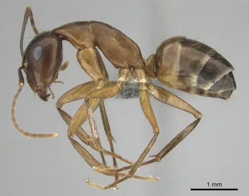 Camponotus thraso - CASENT0814923