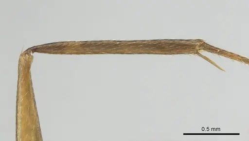 Camponotus thraso - CASENT0814923