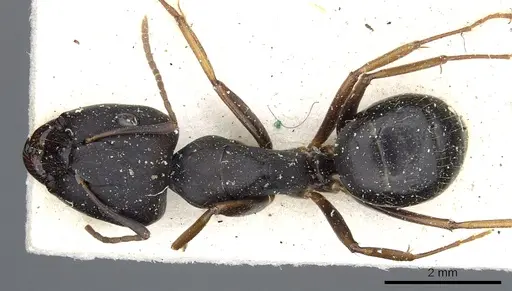 Camponotus thraso - CASENT0903529