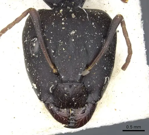 Camponotus thraso - CASENT0903529