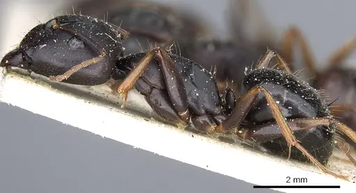 Camponotus thraso - CASENT0903529