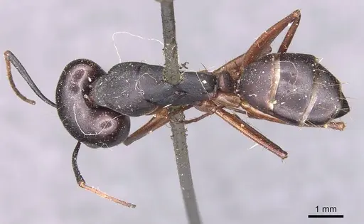 Camponotus thraso - CASENT0905282