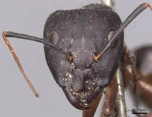 Camponotus thraso - CASENT0905282