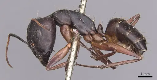 Camponotus thraso - CASENT0905282