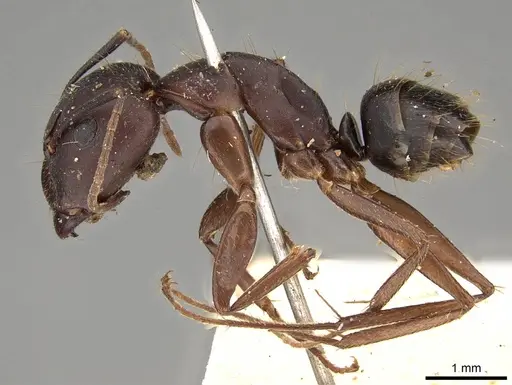 Camponotus thraso - CASENT0906996