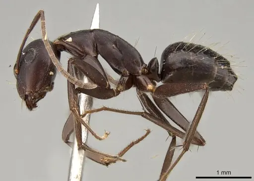 Camponotus thraso - CASENT0906997