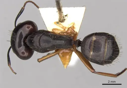 Camponotus thraso - CASENT0906998