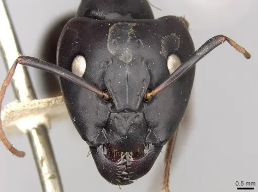 Camponotus thraso - CASENT0906998