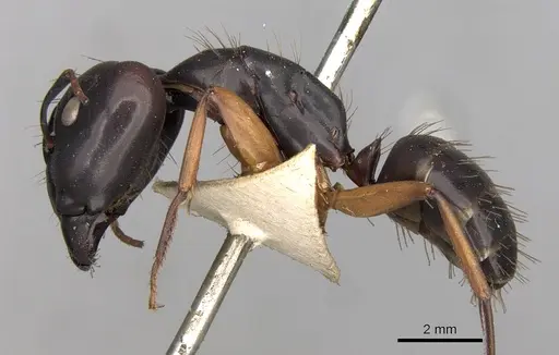 Camponotus thraso - CASENT0906998