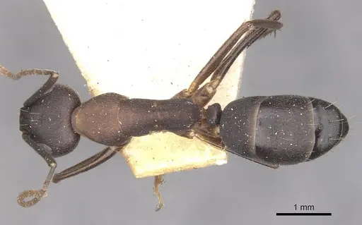 Camponotus thraso - CASENT0910117