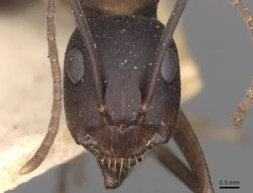 Camponotus thraso - CASENT0910117