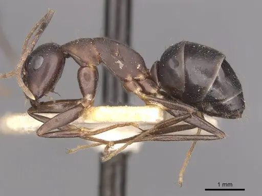 Camponotus thraso - CASENT0910117