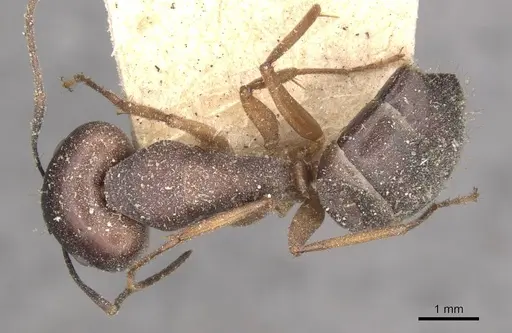 Camponotus thraso - CASENT0910118