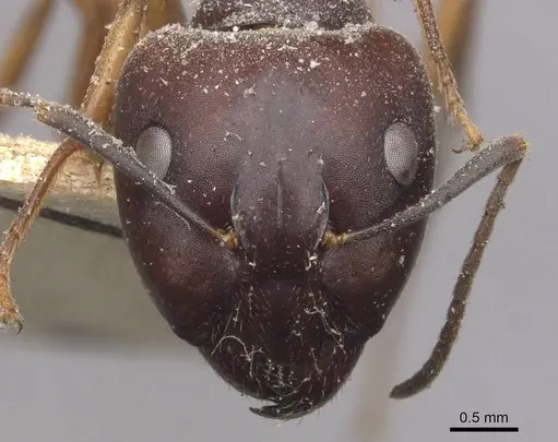 Camponotus thraso - CASENT0910118