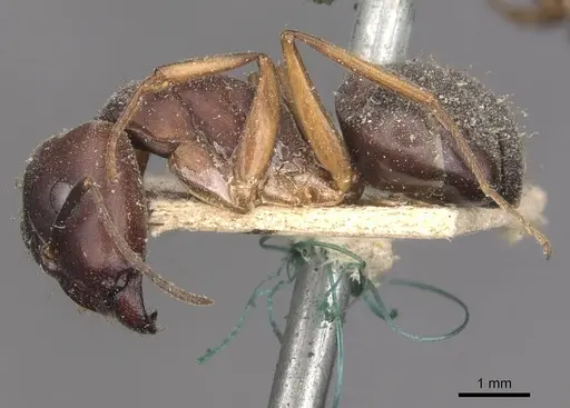 Camponotus thraso - CASENT0910118