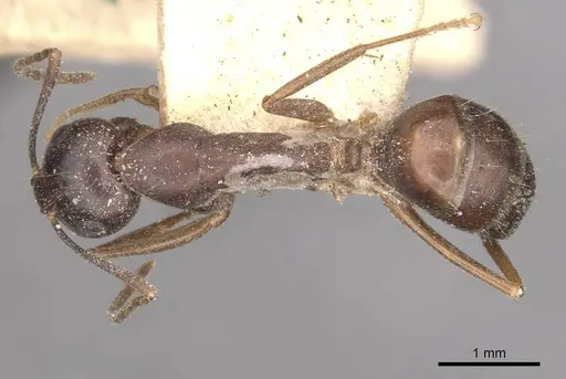 Camponotus thraso - CASENT0910119