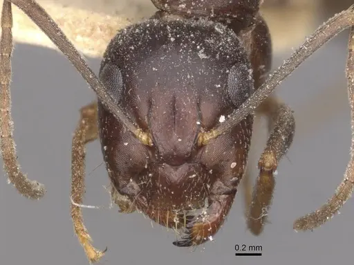 Camponotus thraso - CASENT0910119