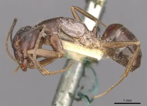 Camponotus thraso - CASENT0910119