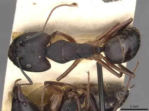 Camponotus thraso - CASENT0910120