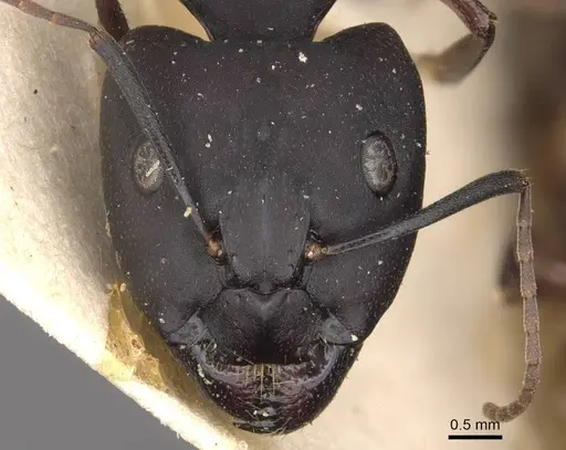 Camponotus thraso - CASENT0910120