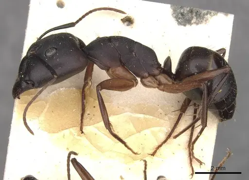 Camponotus thraso - CASENT0910120