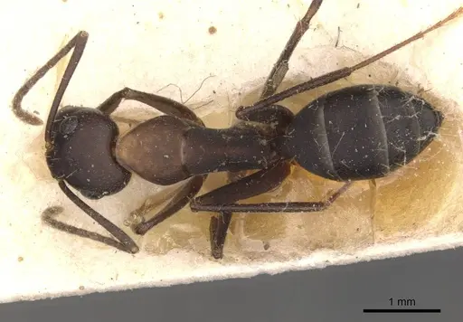 Camponotus thraso - CASENT0910121