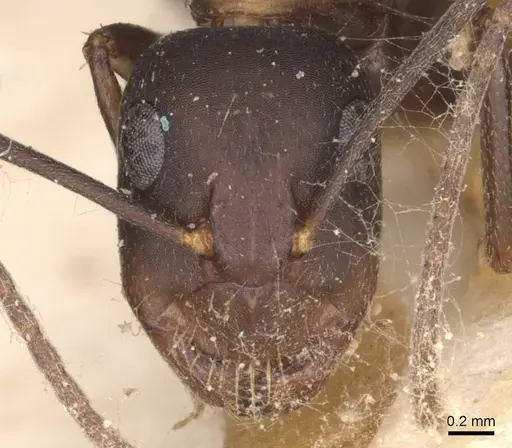 Camponotus thraso - CASENT0910121