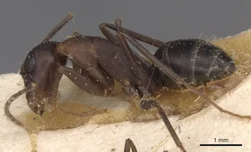 Camponotus thraso - CASENT0910121