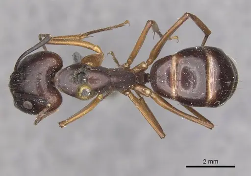 Camponotus thraso - CASENT0910122