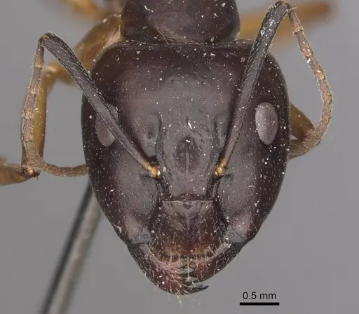 Camponotus thraso - CASENT0910122
