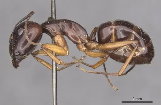 Camponotus thraso - CASENT0910122