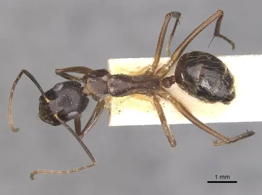 Camponotus thraso - CASENT0910123