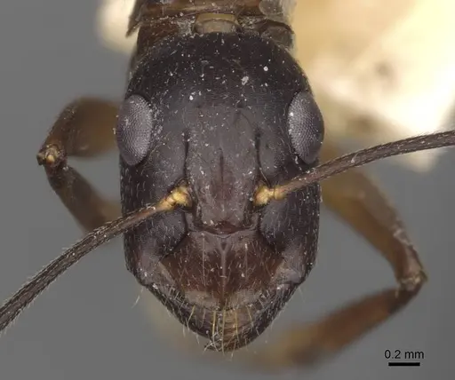 Camponotus thraso - CASENT0910123