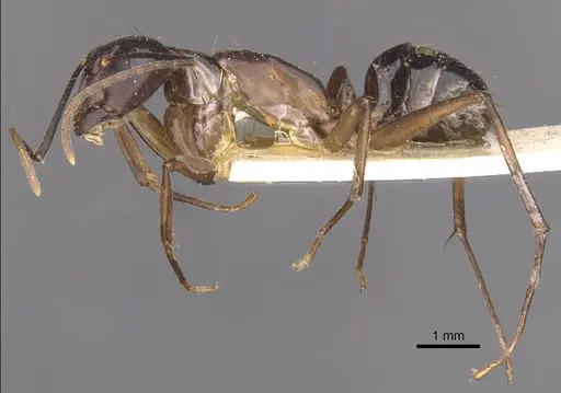 Camponotus thraso - CASENT0910123