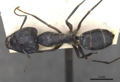 Camponotus thraso - CASENT0910124