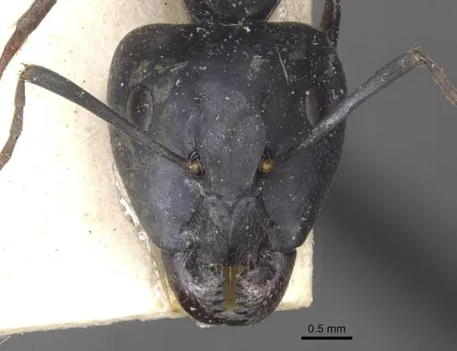 Camponotus thraso - CASENT0910124