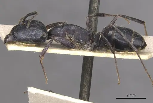 Camponotus thraso - CASENT0910124